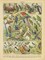 Oiseaux II Poster Print by Gwendolyn Babbitt - Item # VARPDXBAB055